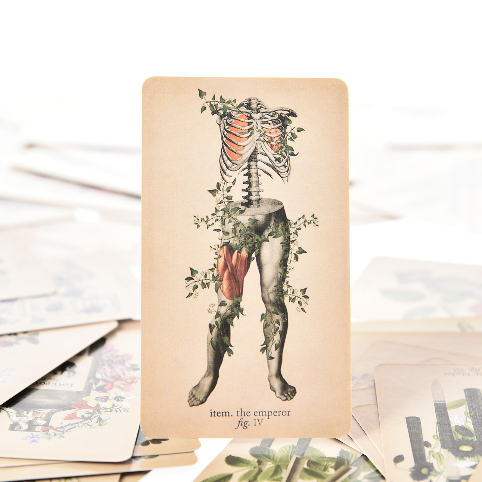 Les Cartes de Tarot « Anatomy  - Board Game Pdf avis et prix